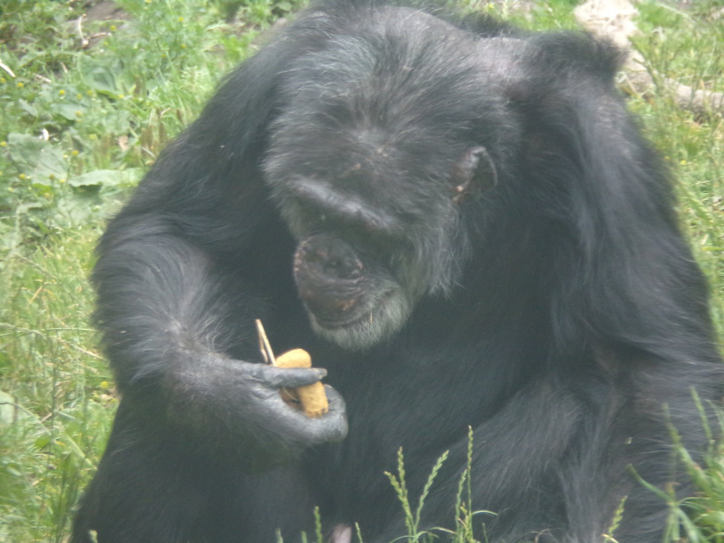 Chimpanzee “Louis” 15.7.24