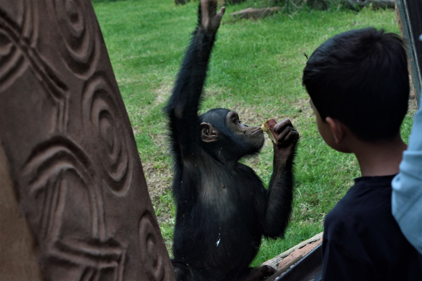 Chimpanzee "Lucy" (Pan troglodytes)