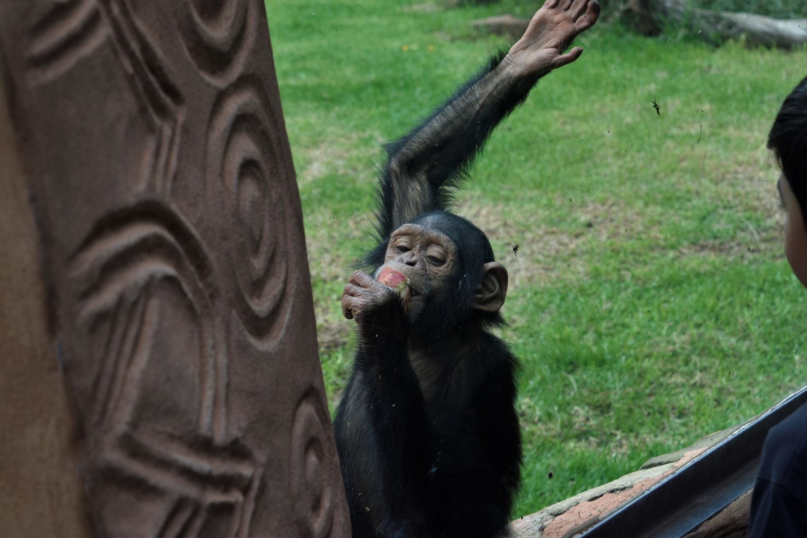 Chimpanzee "Lucy" (Pan troglodytes)