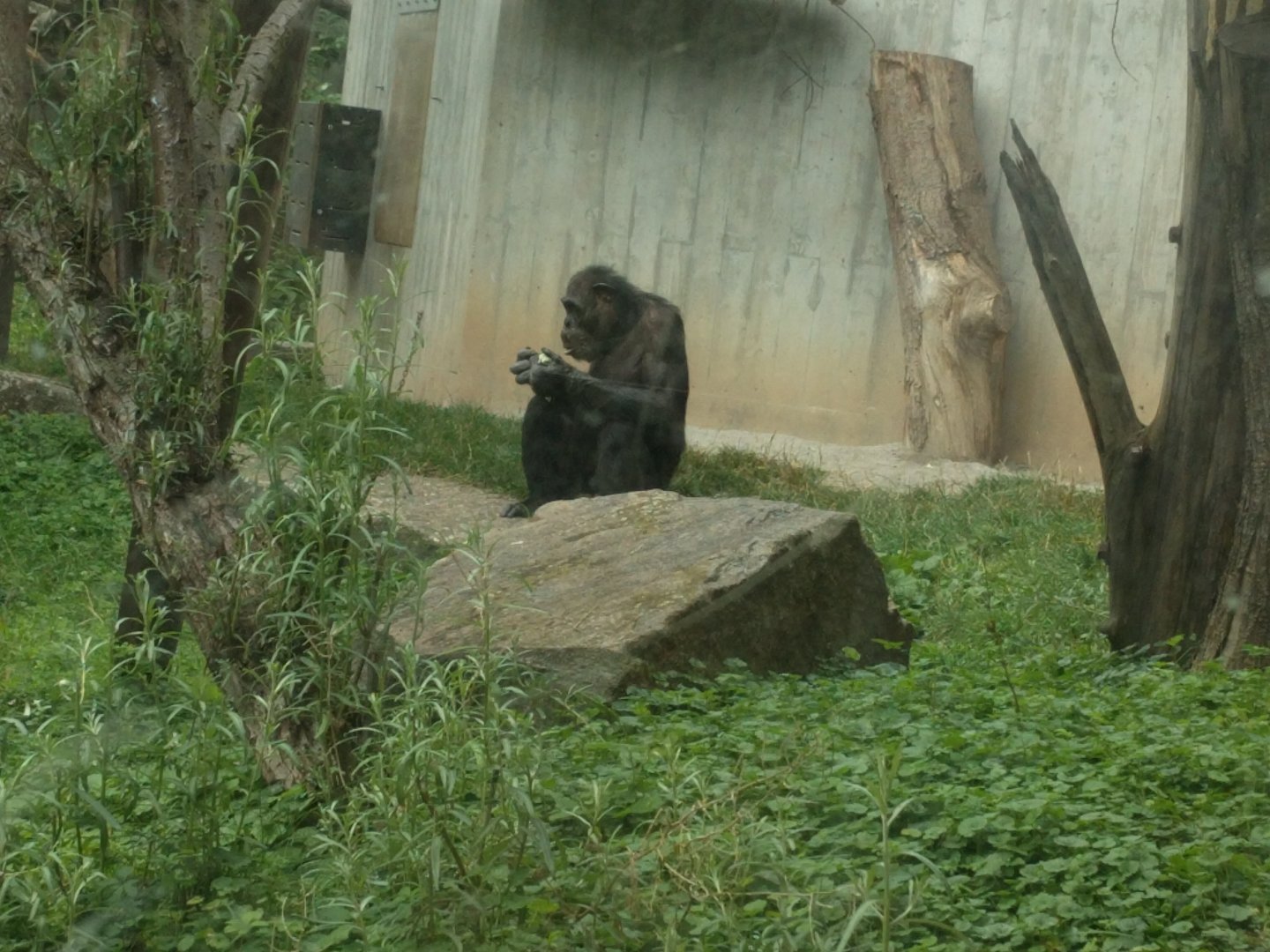 Chimpanzee  Lunch Time