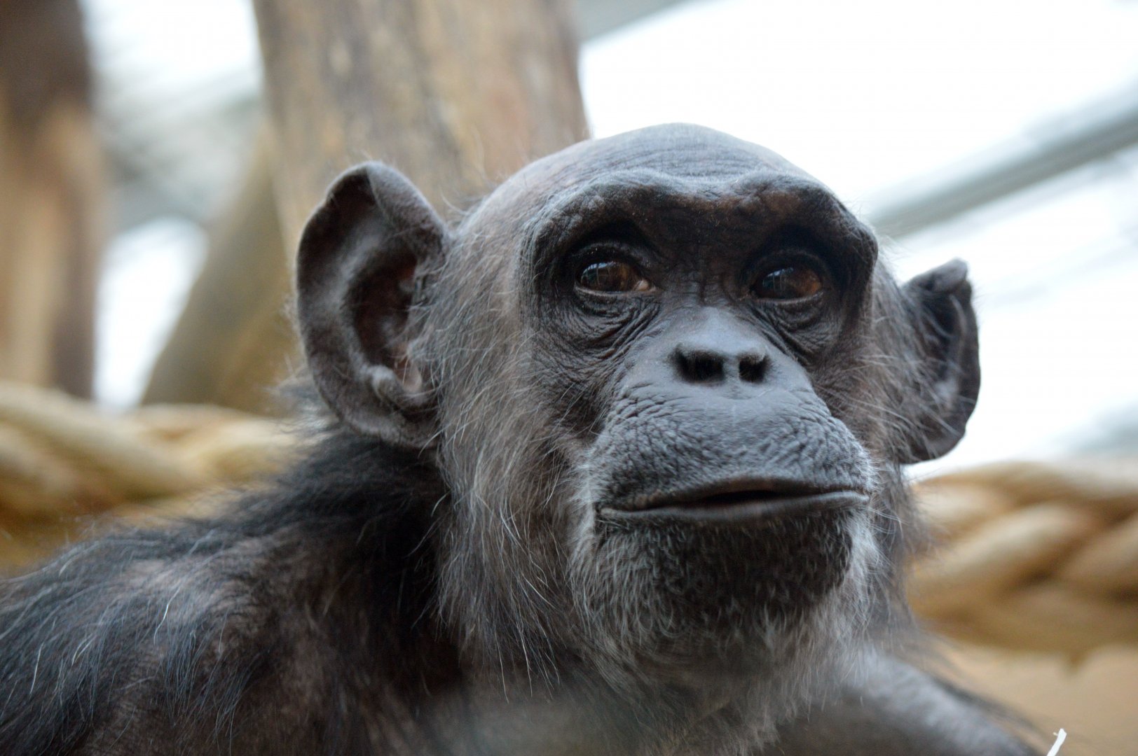 Chimpanzee 'Maaike'