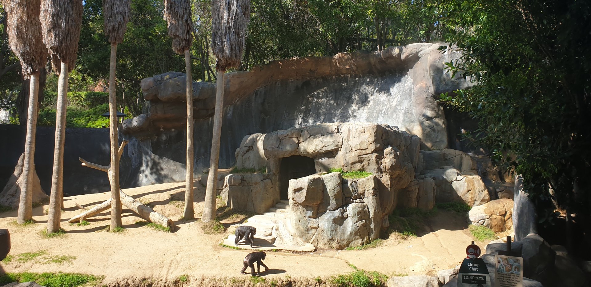 Chimpanzee, Mahale Mountains