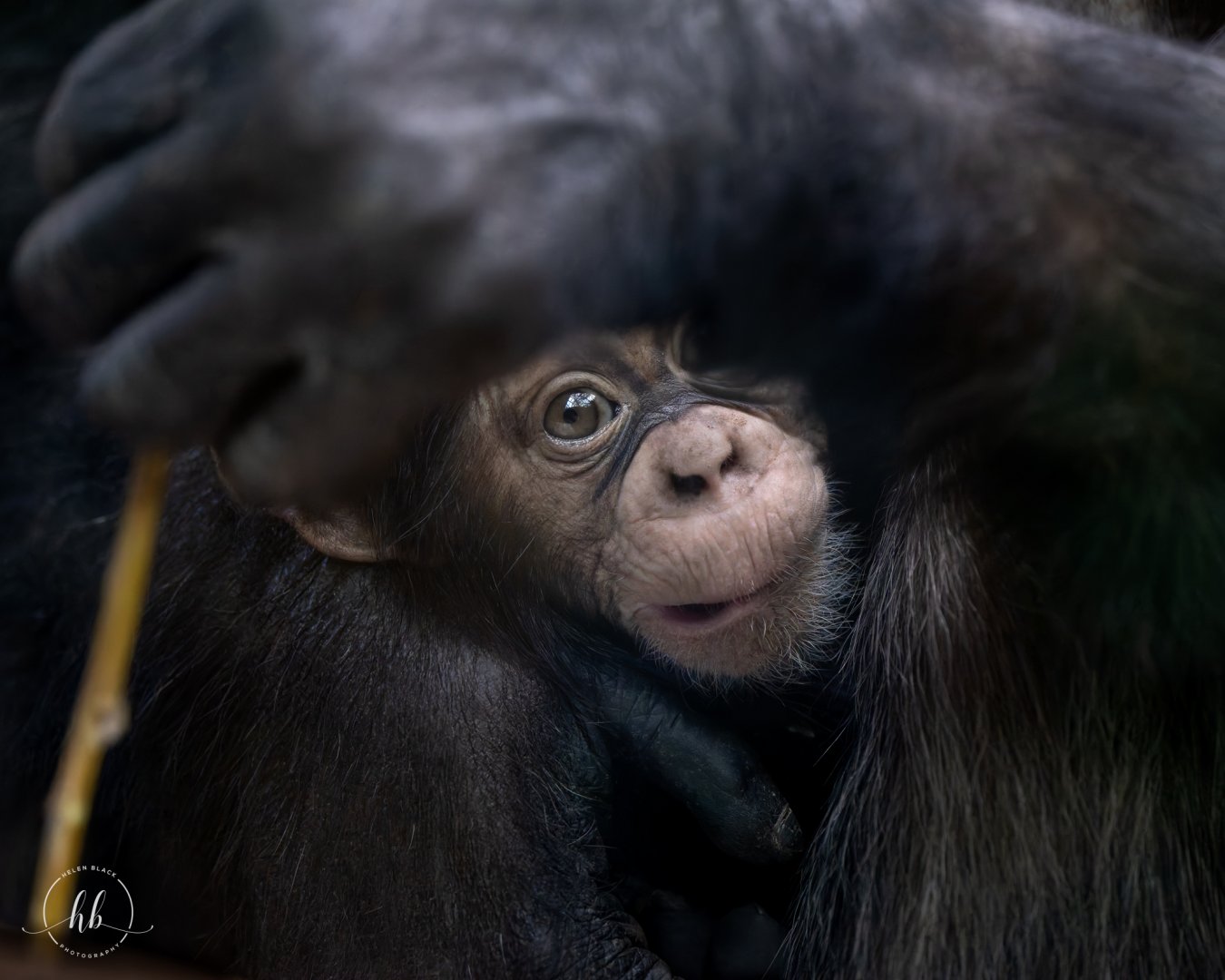 Chimpanzee - Maka / Copenhagen / 30-9-24