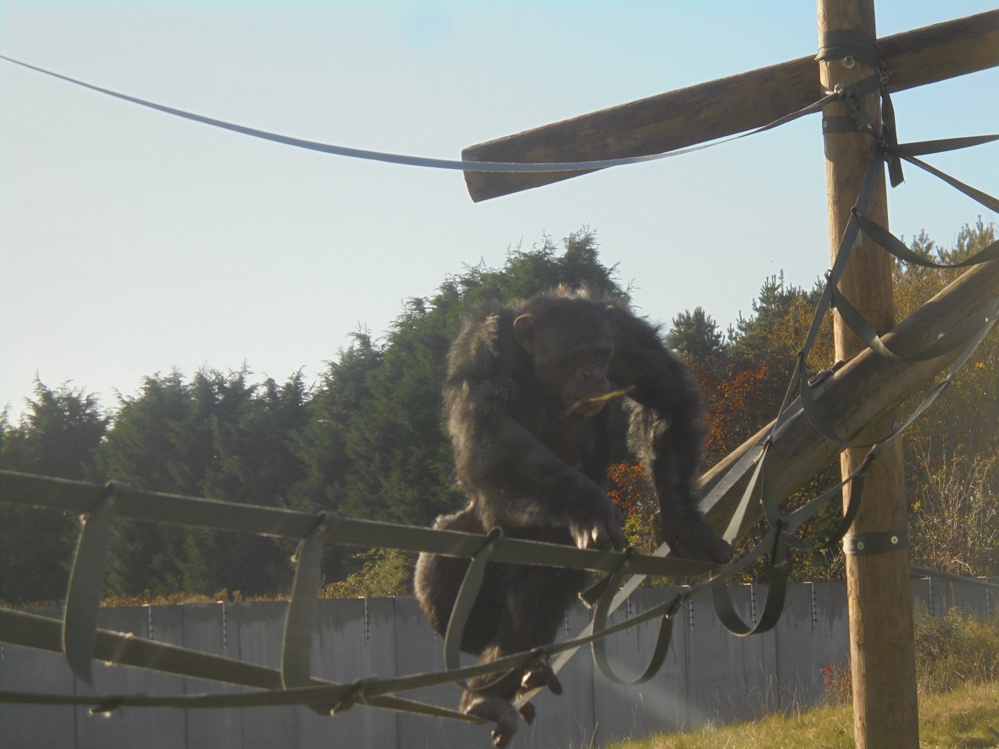 Chimpanzee male Kibale(?)