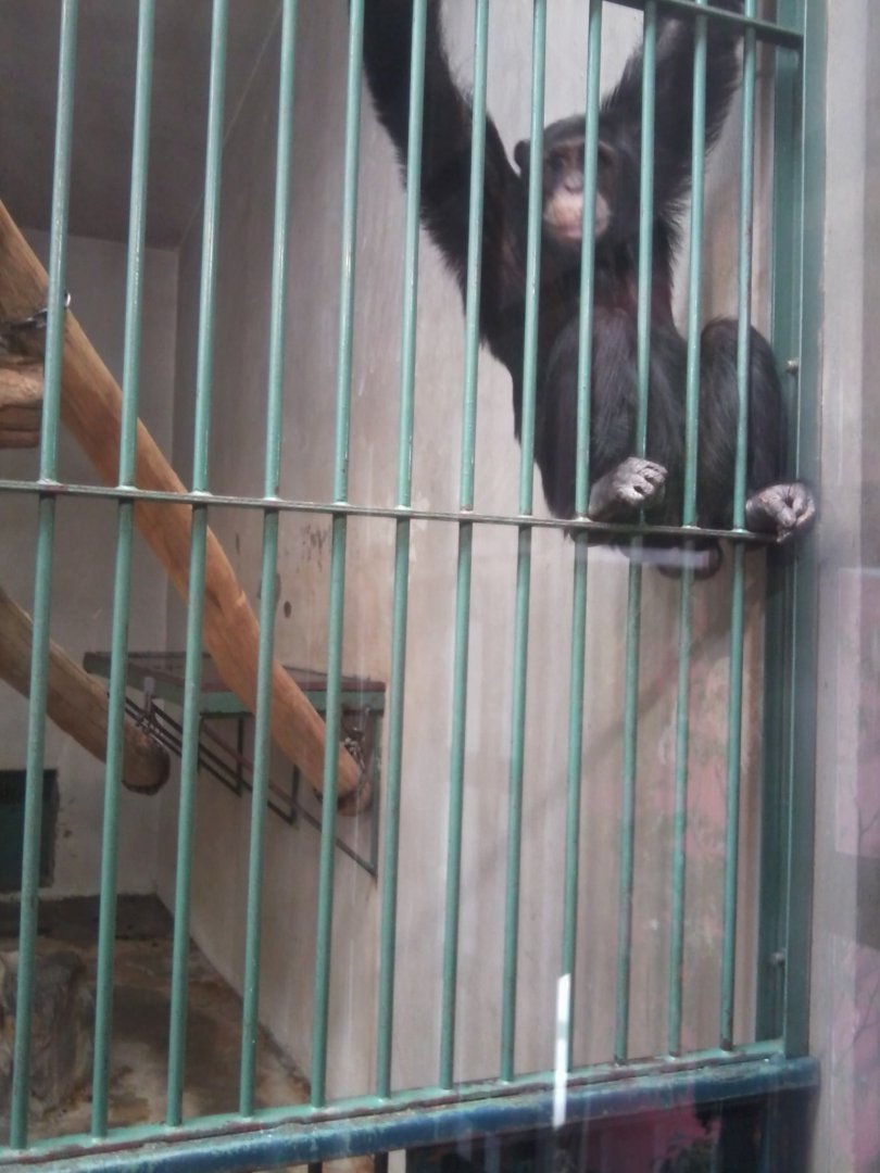 Chimpanzee (male) (Western?)