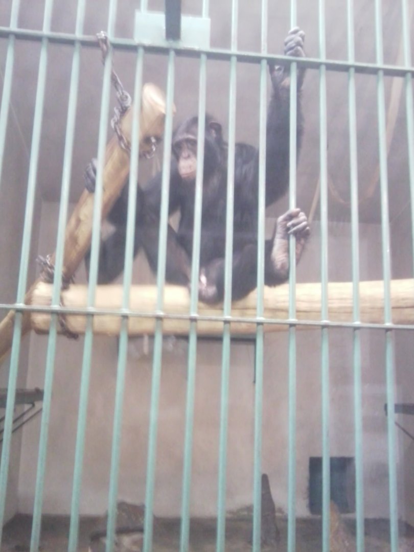 Chimpanzee (male) (Western?)