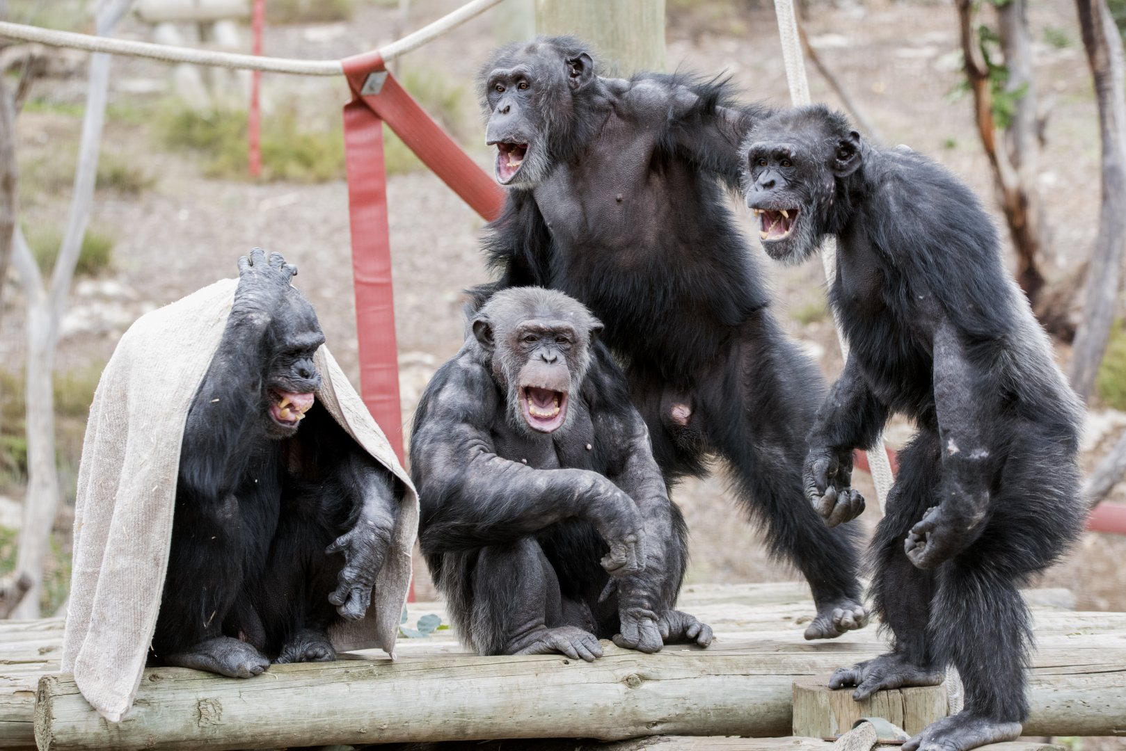 Chimpanzee males