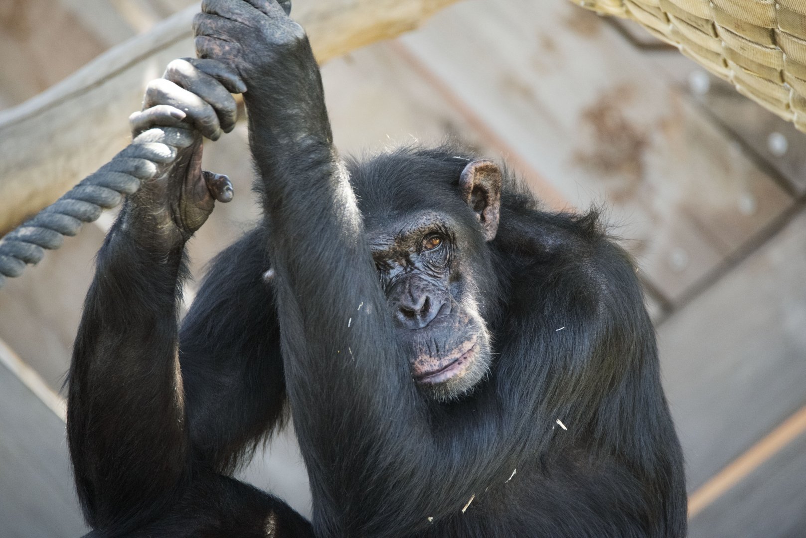 Chimpanzee 'Many'