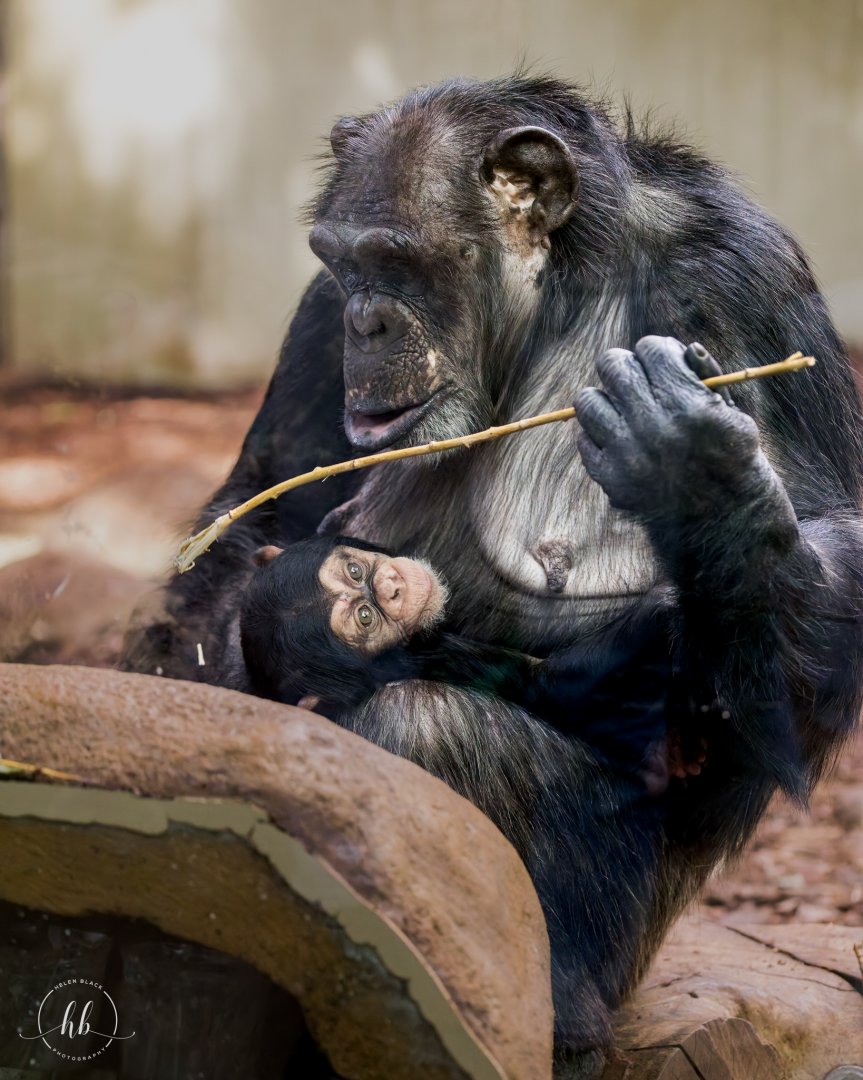 Chimpanzee - Marti & baby Maka  / Copenhagen / 30-9-24