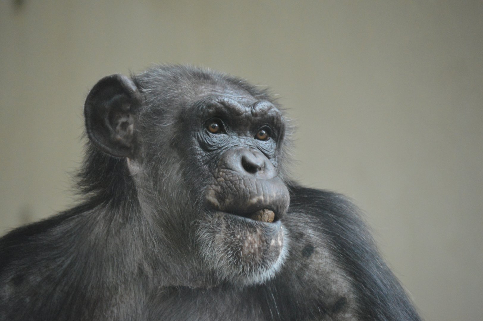 Chimpanzee Marti
