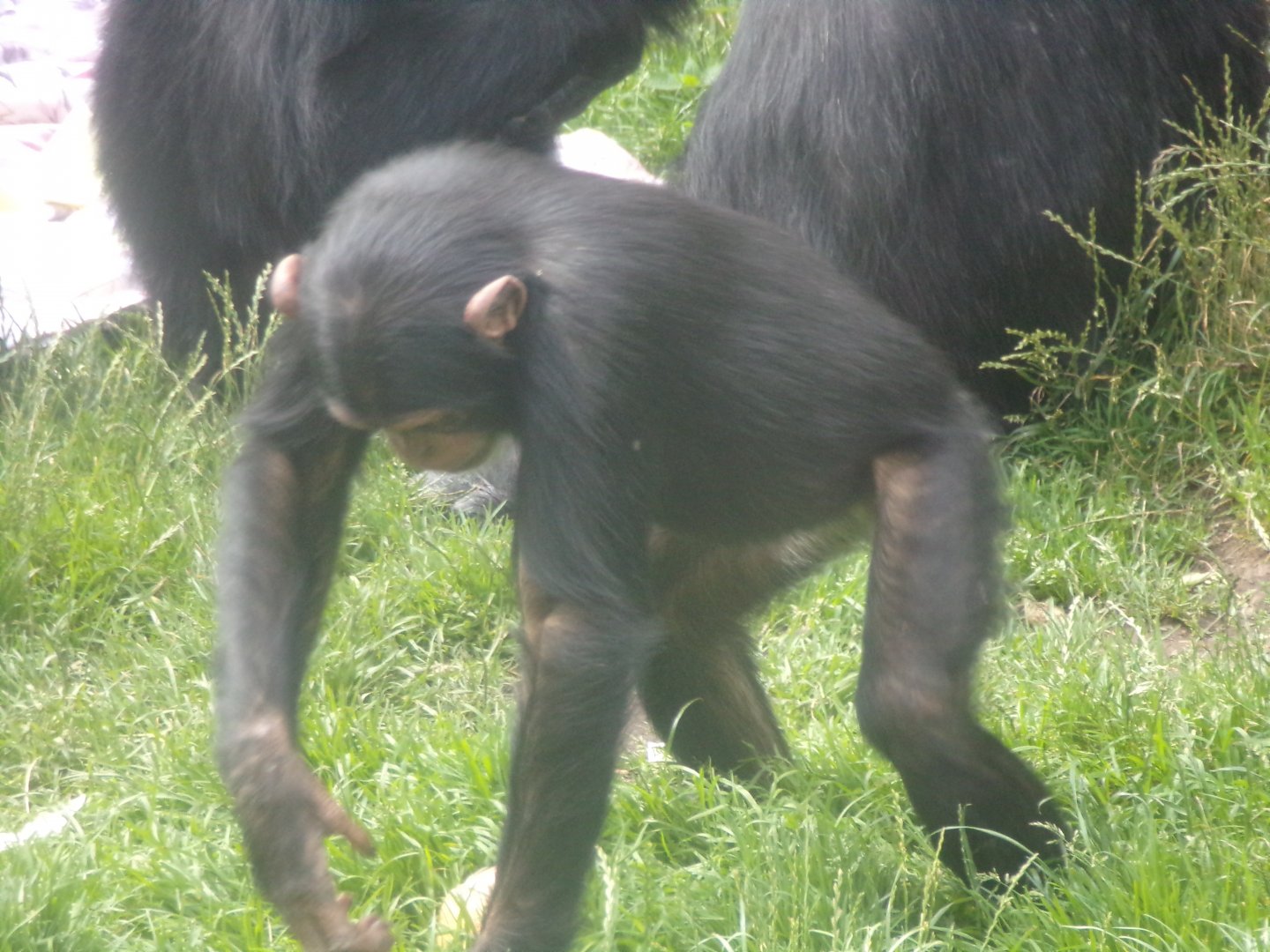 Chimpanzee “Masindi” 17.7.24