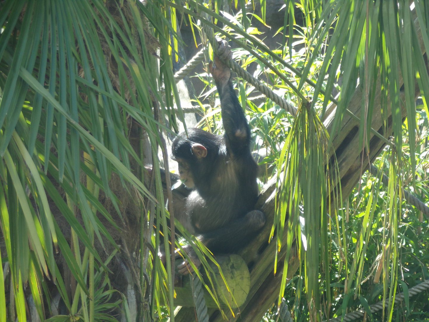 Chimpanzee “Masindi” 20.5.24