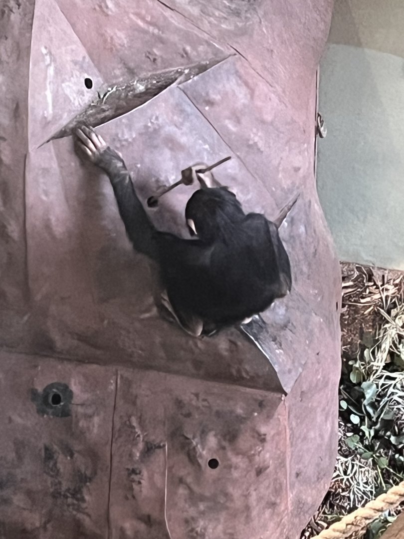 Chimpanzee “Masindi” using tool in fake termite mound 27.12.24