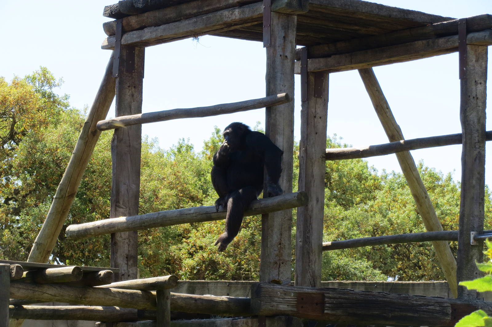 Chimpanzee May 2014