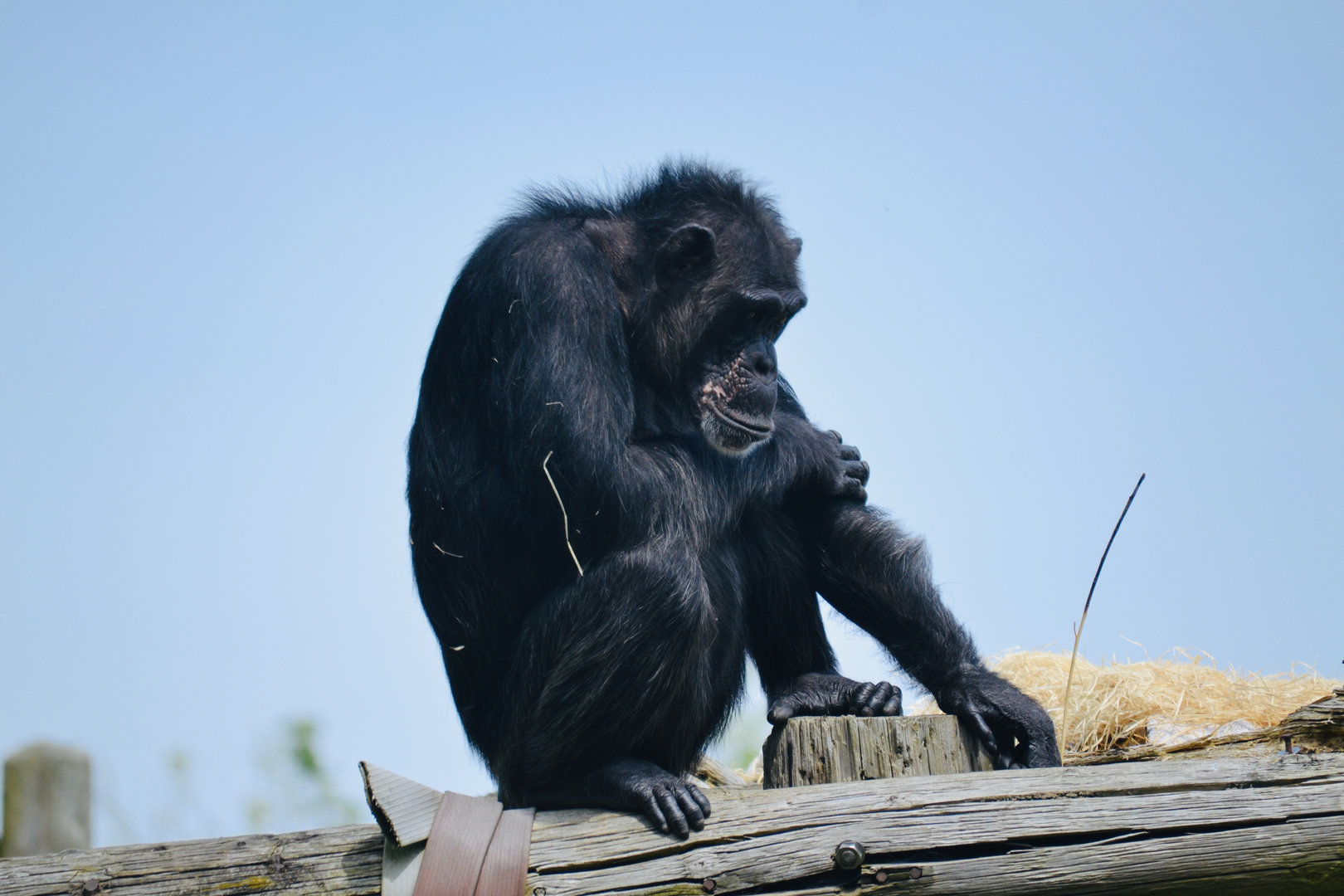 Chimpanzee - May 2023