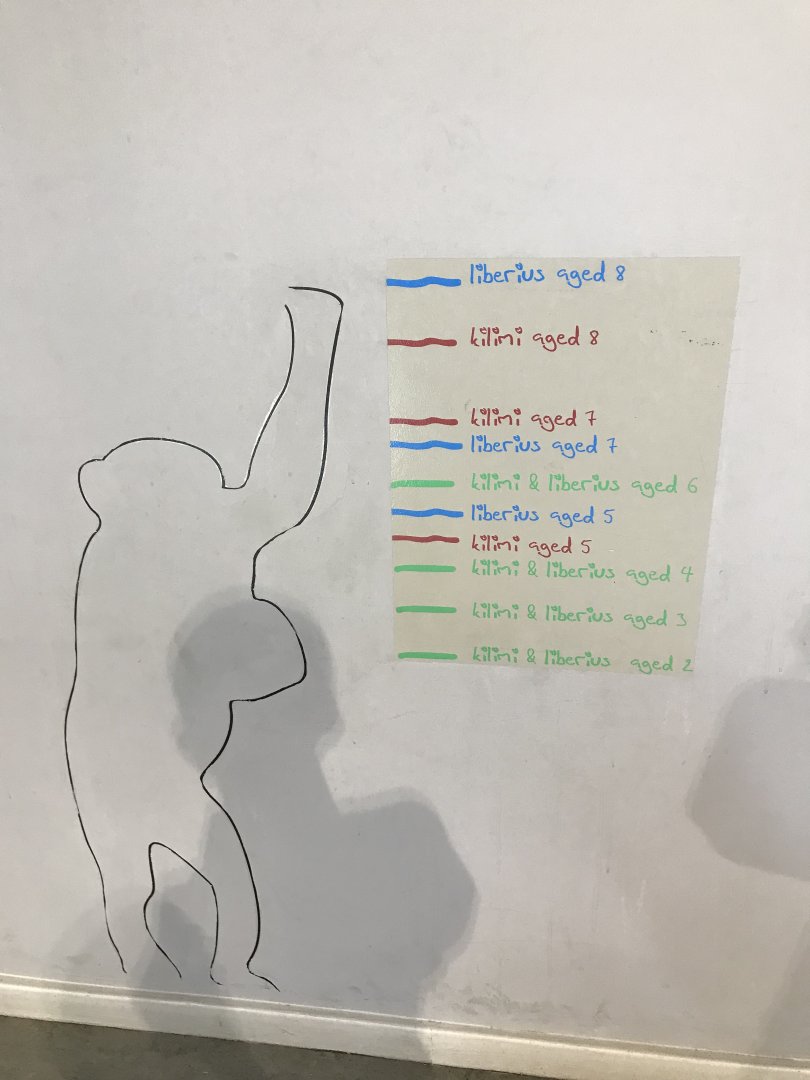 Chimpanzee measurements