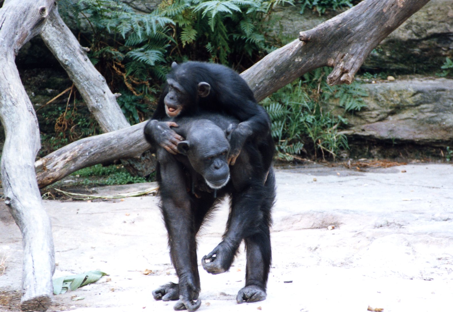 chimpanzee mid 80,s