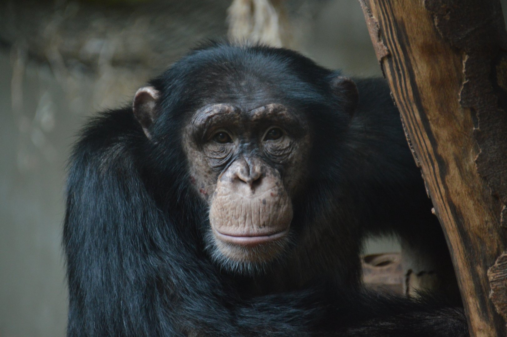 Chimpanzee Moku