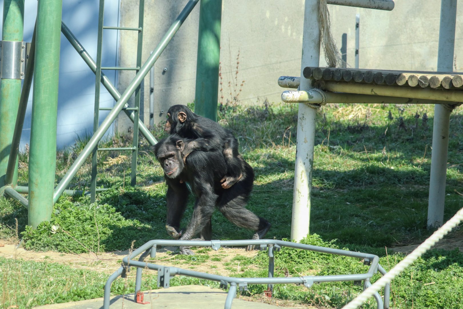 Chimpanzee mother and her young