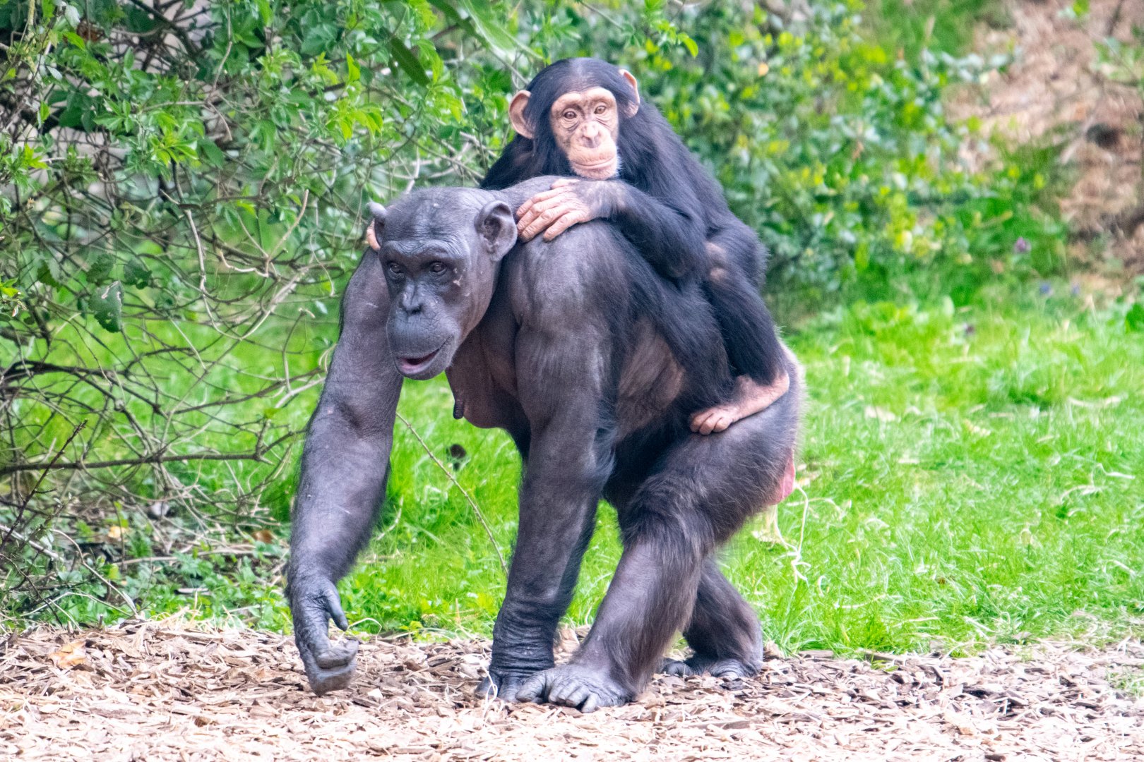 Chimpanzee Mother/Baby