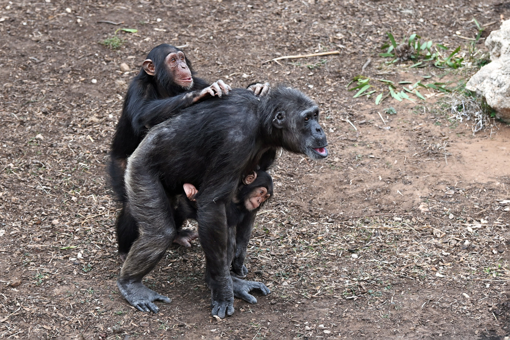 Chimpanzee mother 'Hannah' with 'Hope' and 'Happy'