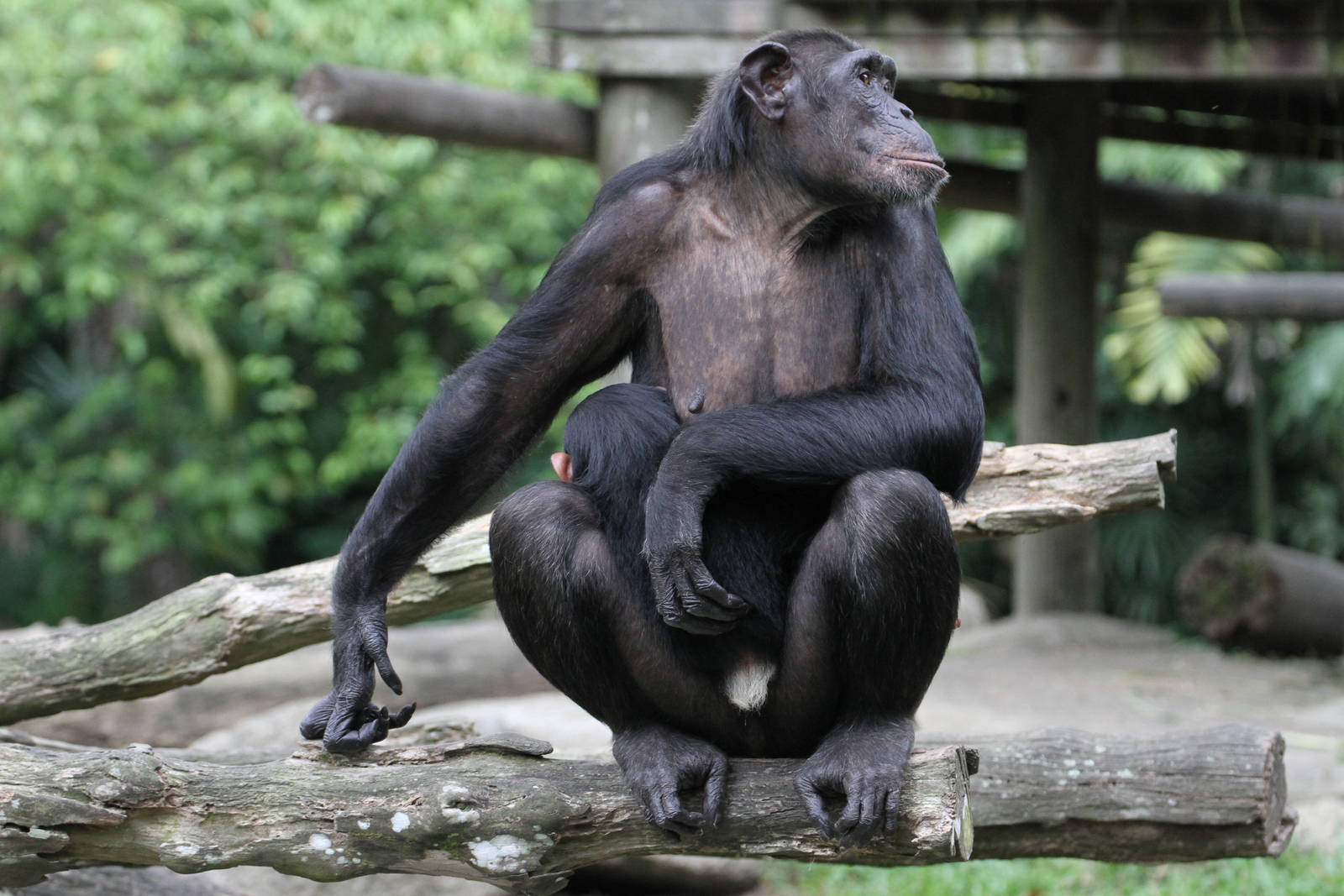 Chimpanzee Mum and Babe