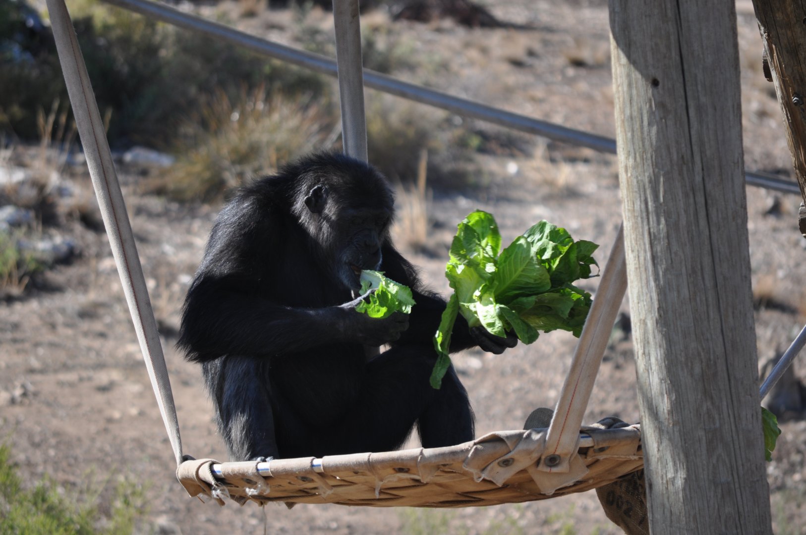 Chimpanzee munching on lettuce