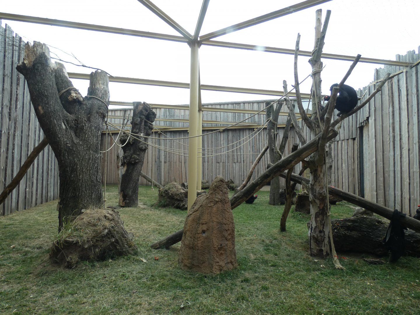 Chimpanzee Netted Outdoors