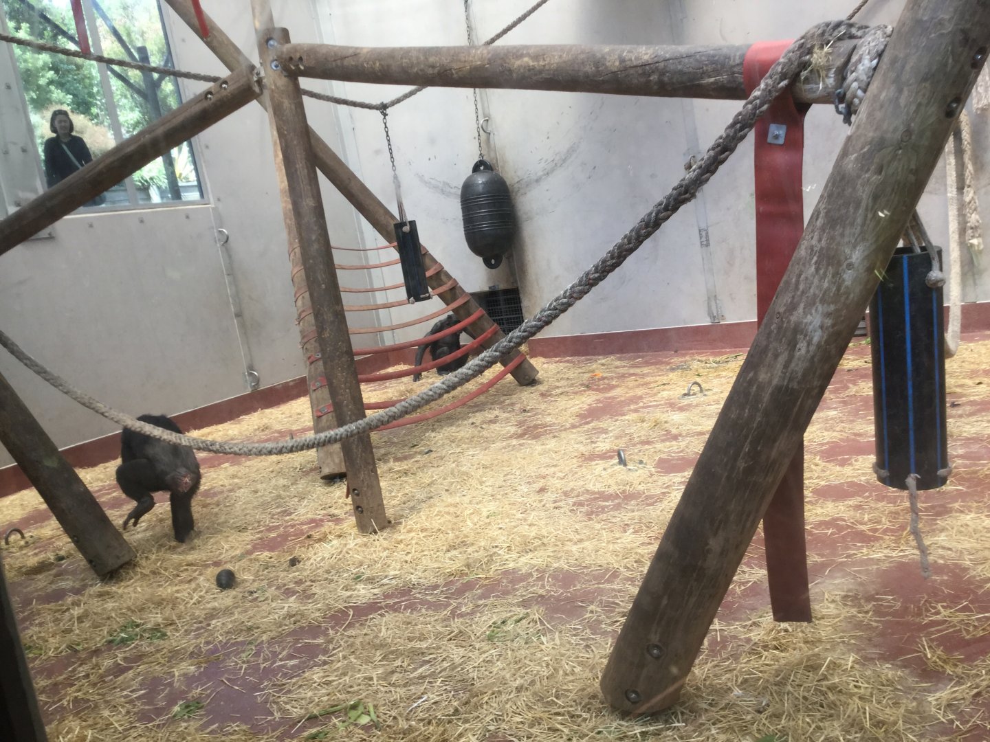 Chimpanzee Night House/Playroom