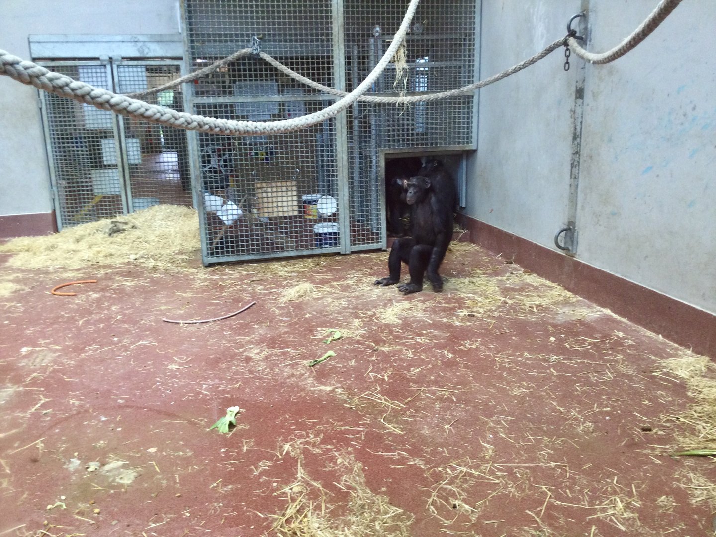 Chimpanzee Night House (Raceway to Outdoor Exhibit)