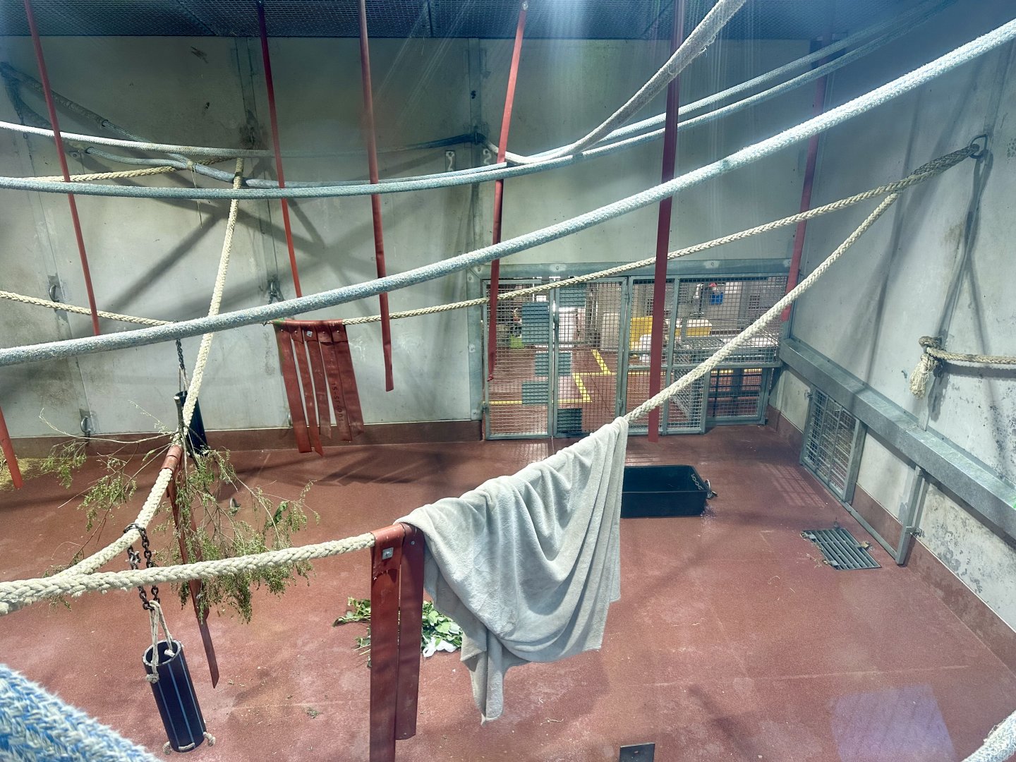 Chimpanzee Night House - Room 1