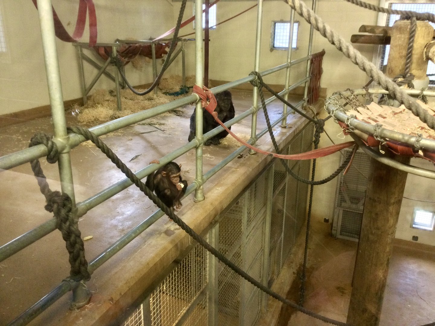 Chimpanzee Night House (Room One)