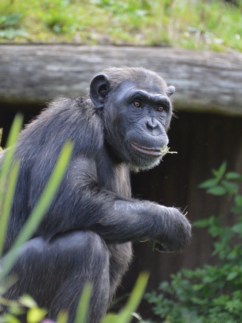 Chimpanzee Nikoline