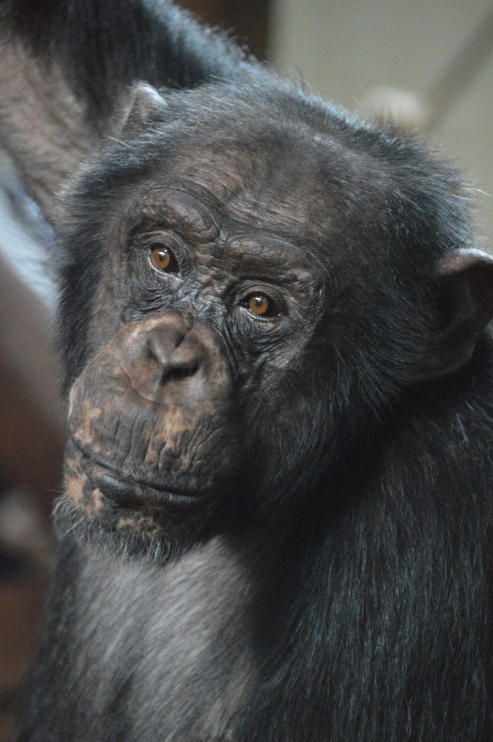 Chimpanzee Nje