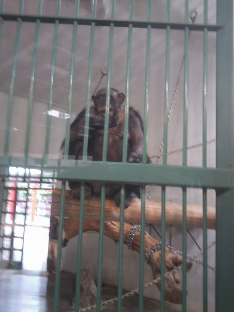 Chimpanzee (non-subspecific)