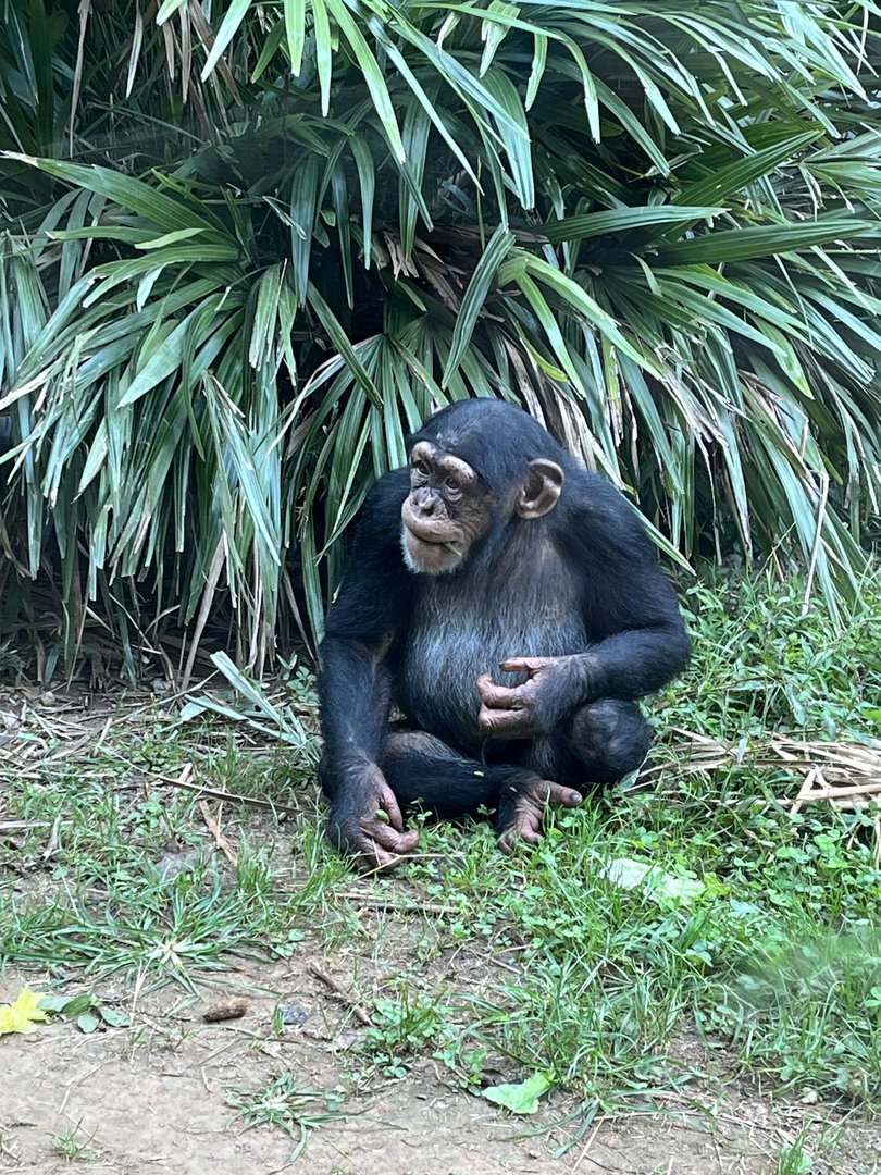 Chimpanzee “Obi”