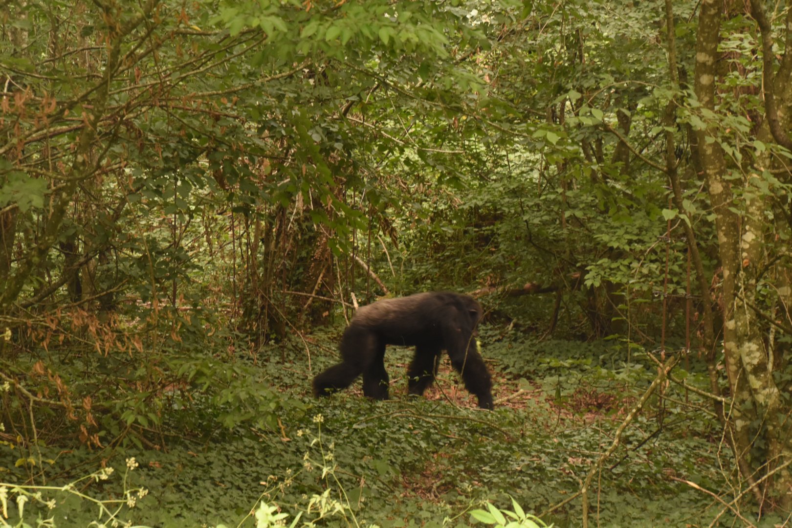 Chimpanzee on a stroll
