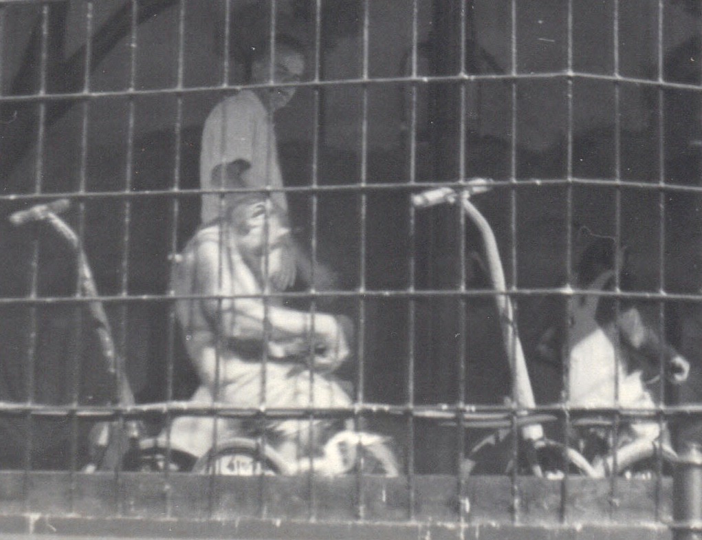 Chimpanzee on bicycle circa 1950s