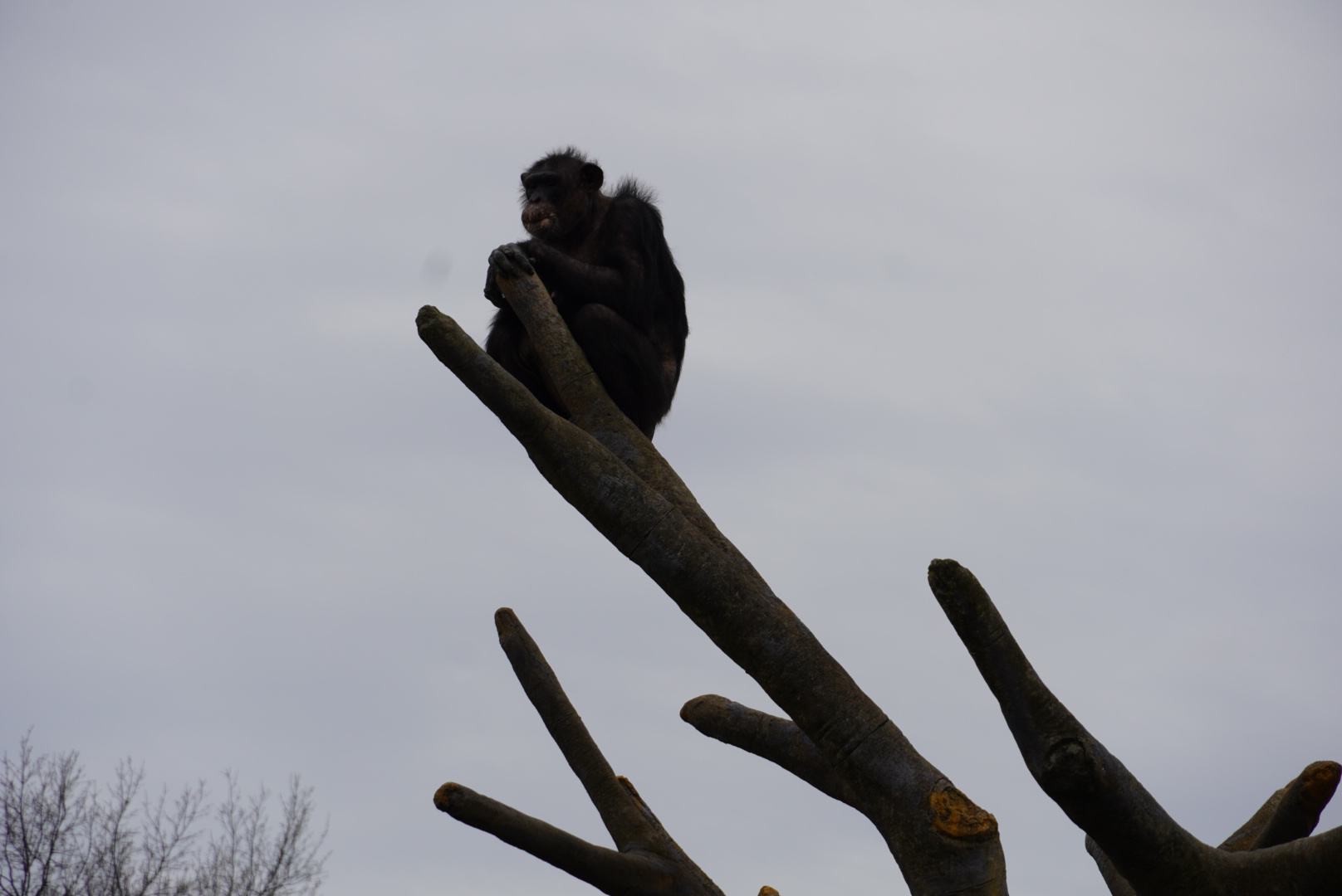 Chimpanzee on faux tree