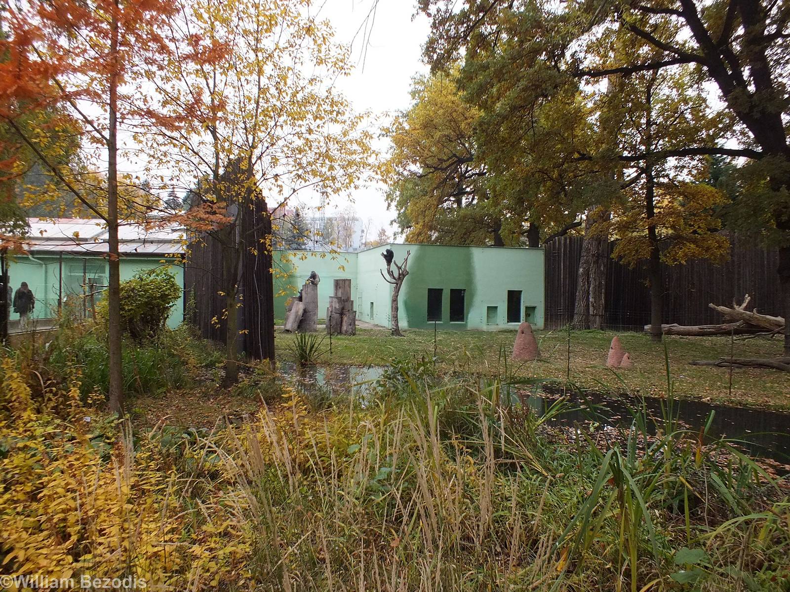 Chimpanzee Outdoor Area