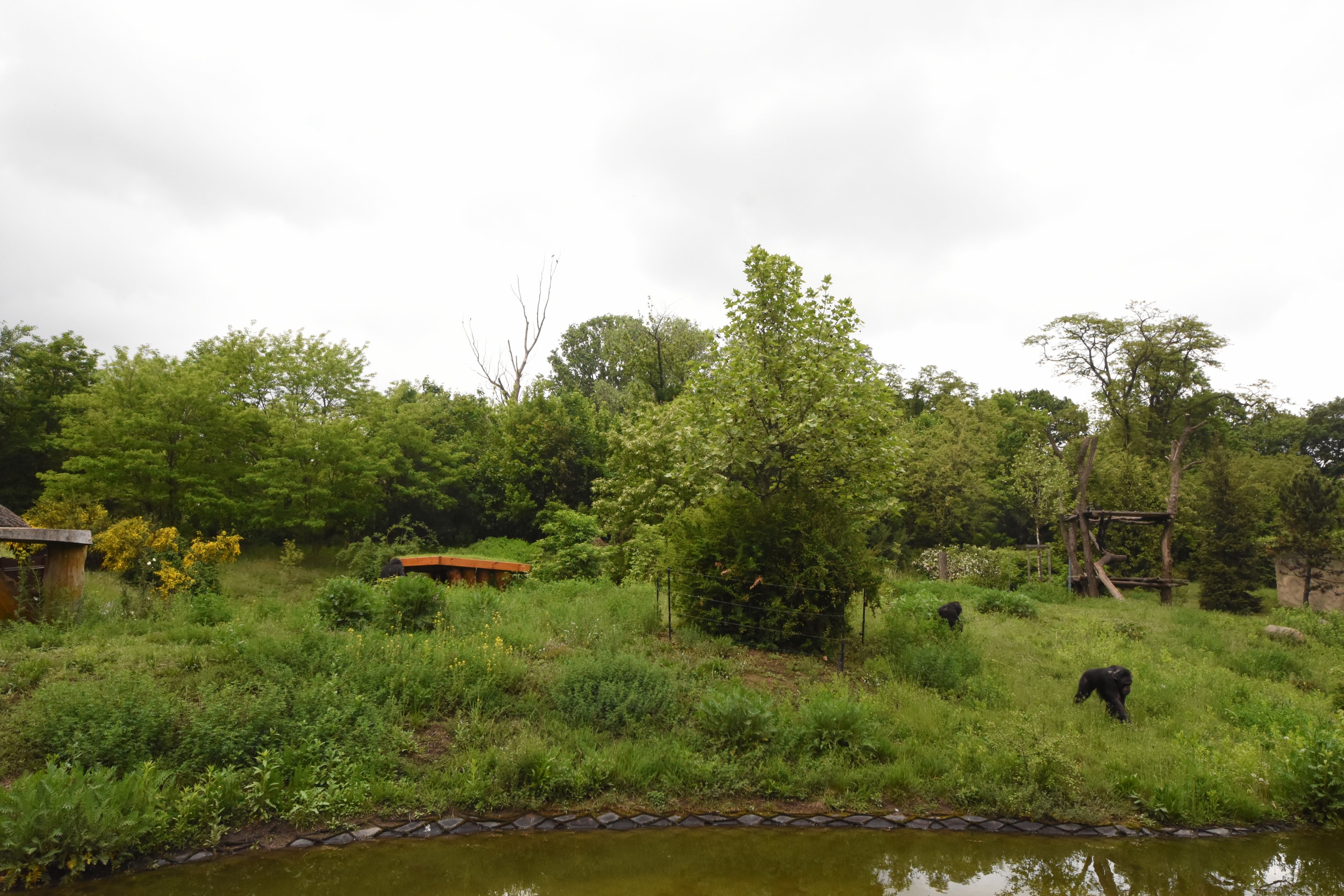 Chimpanzee outdoor enclosure