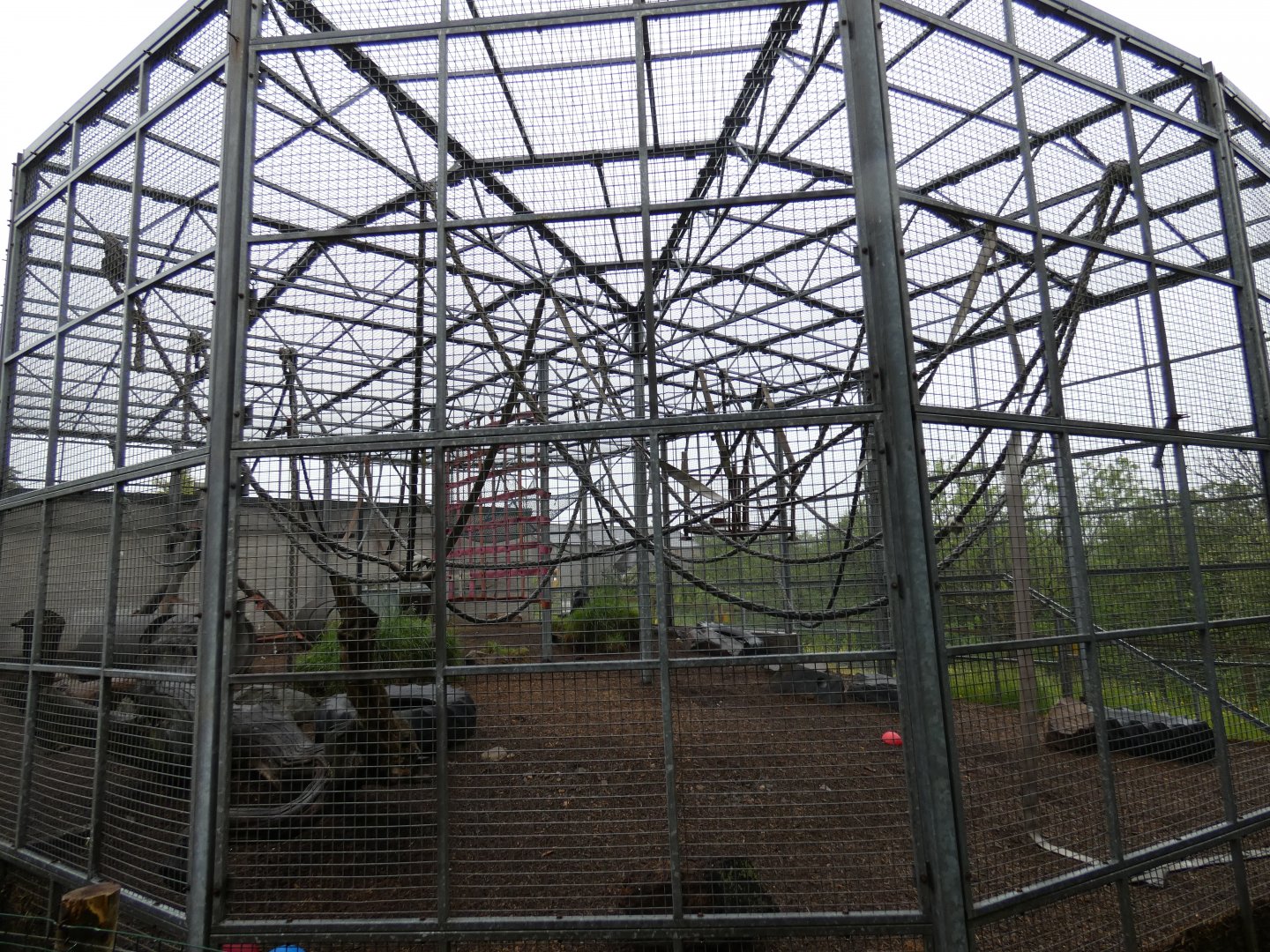 Chimpanzee outdoor enclosure