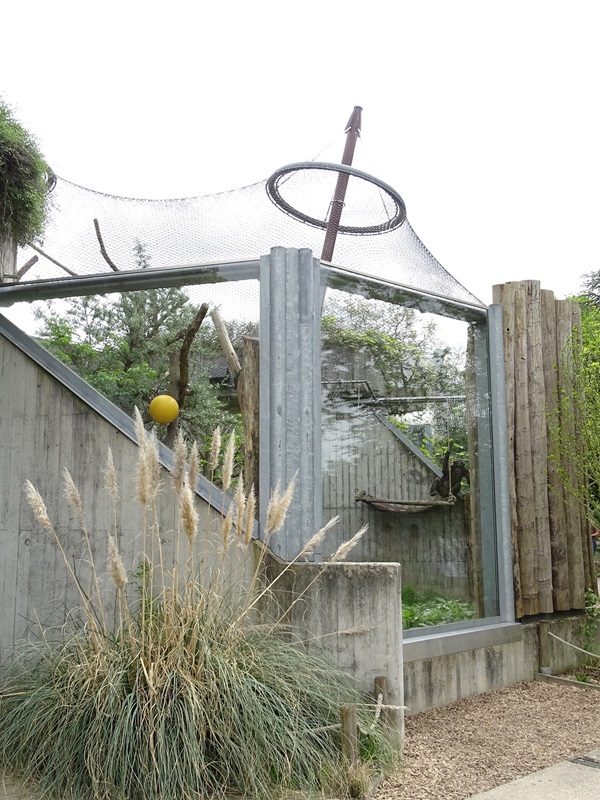 Chimpanzee outdoor enclosure