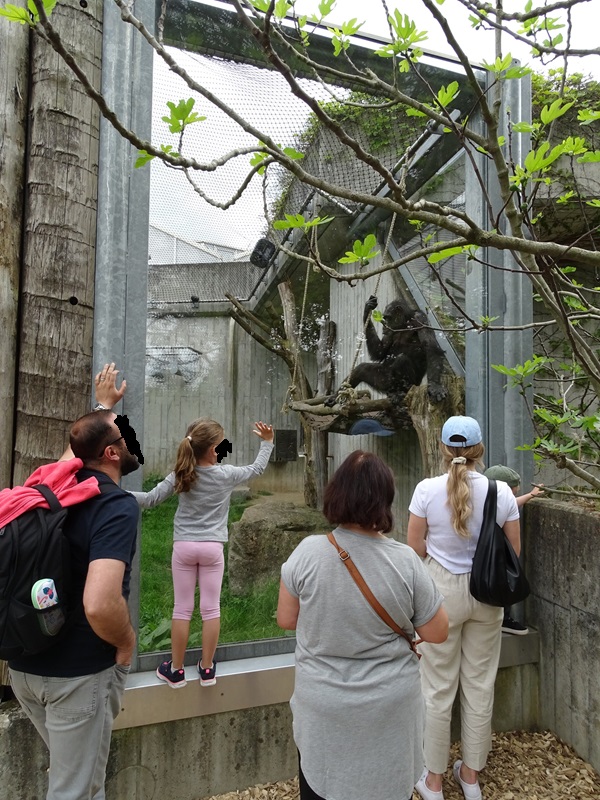Chimpanzee outdoor enclosure