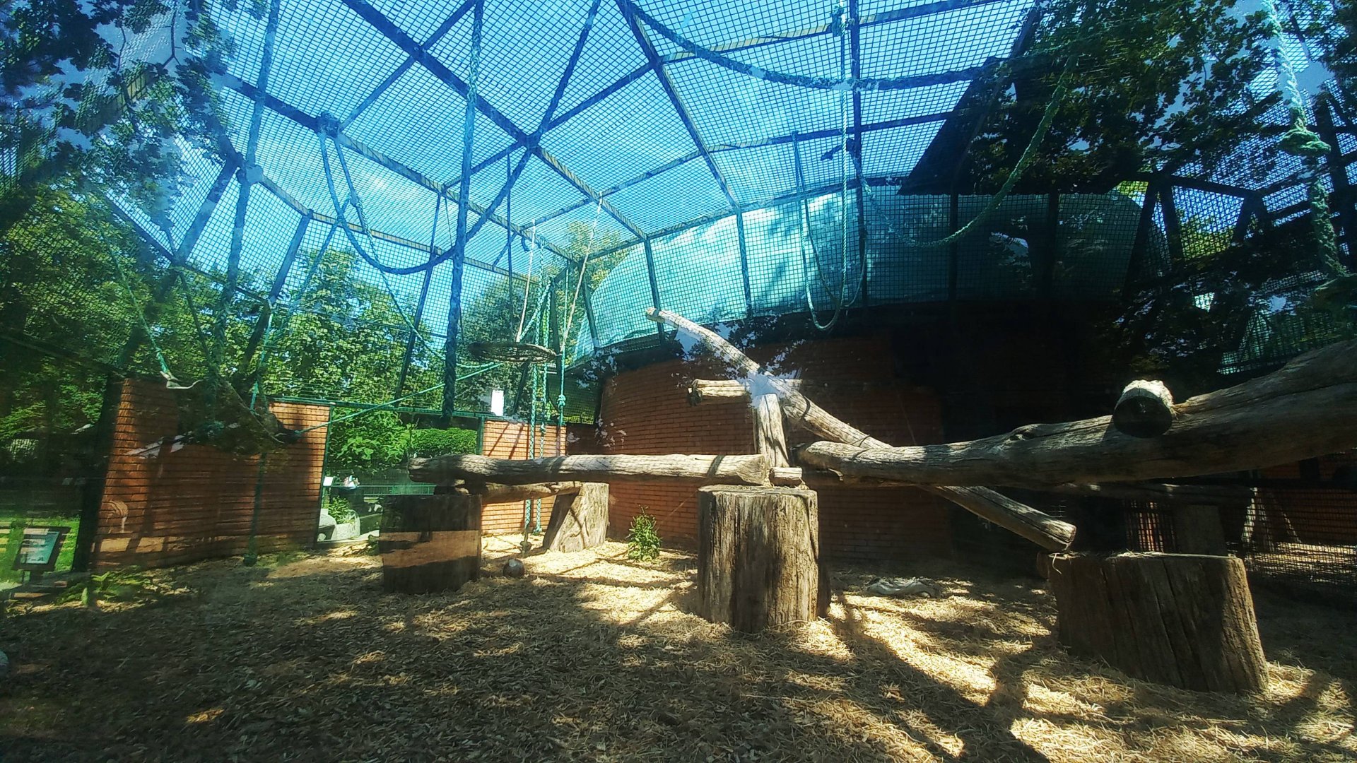Chimpanzee - outdoor enclosure