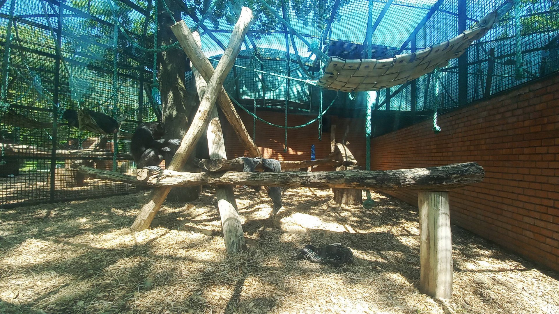 Chimpanzee - outdoor enclosure