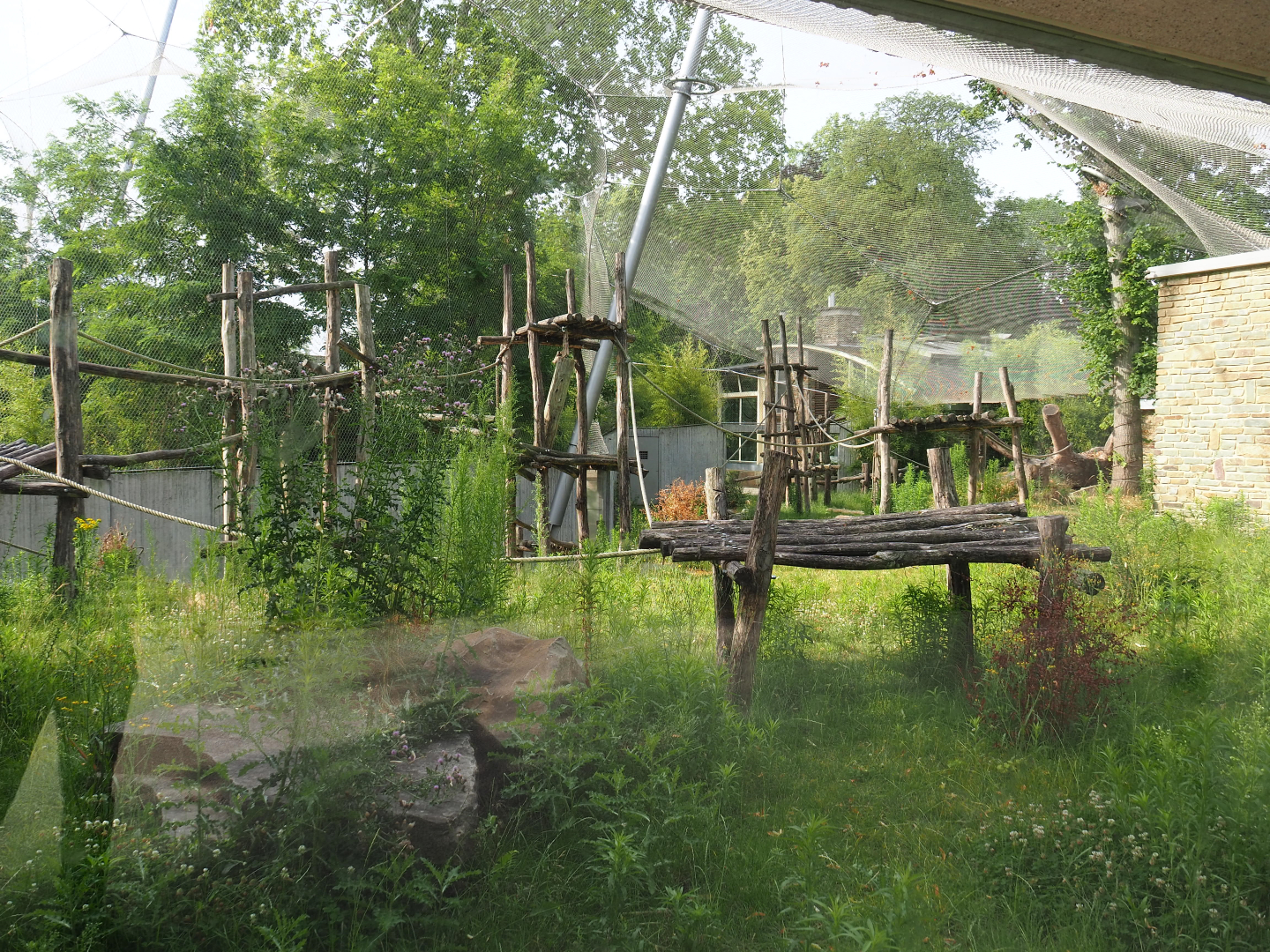 Chimpanzee outdoor exhibit, 2020-06-28