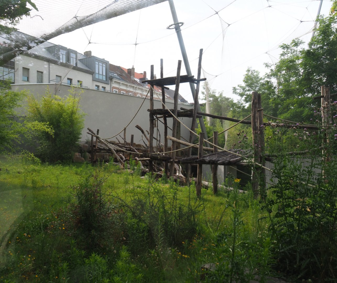 Chimpanzee outdoor exhibit, 2020-06-28