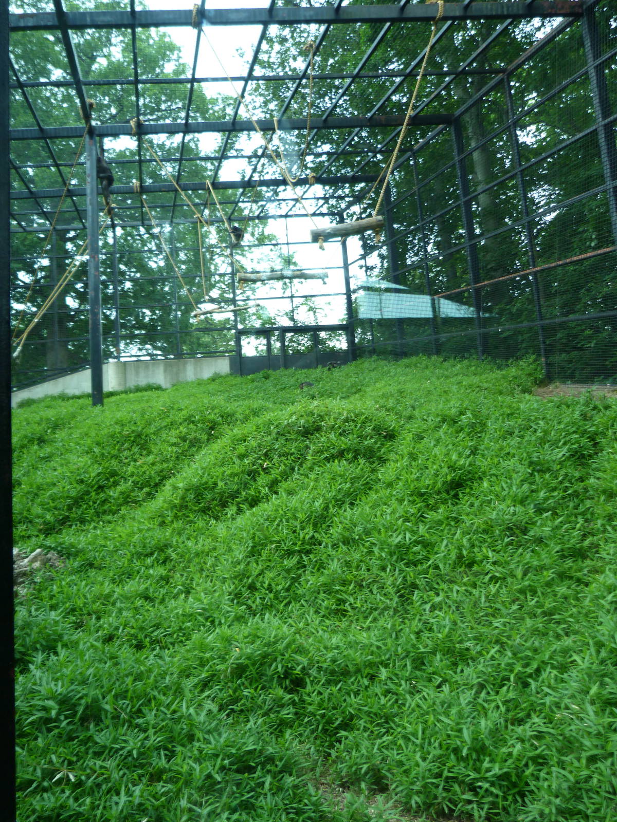 Chimpanzee Outdoor Exhibit