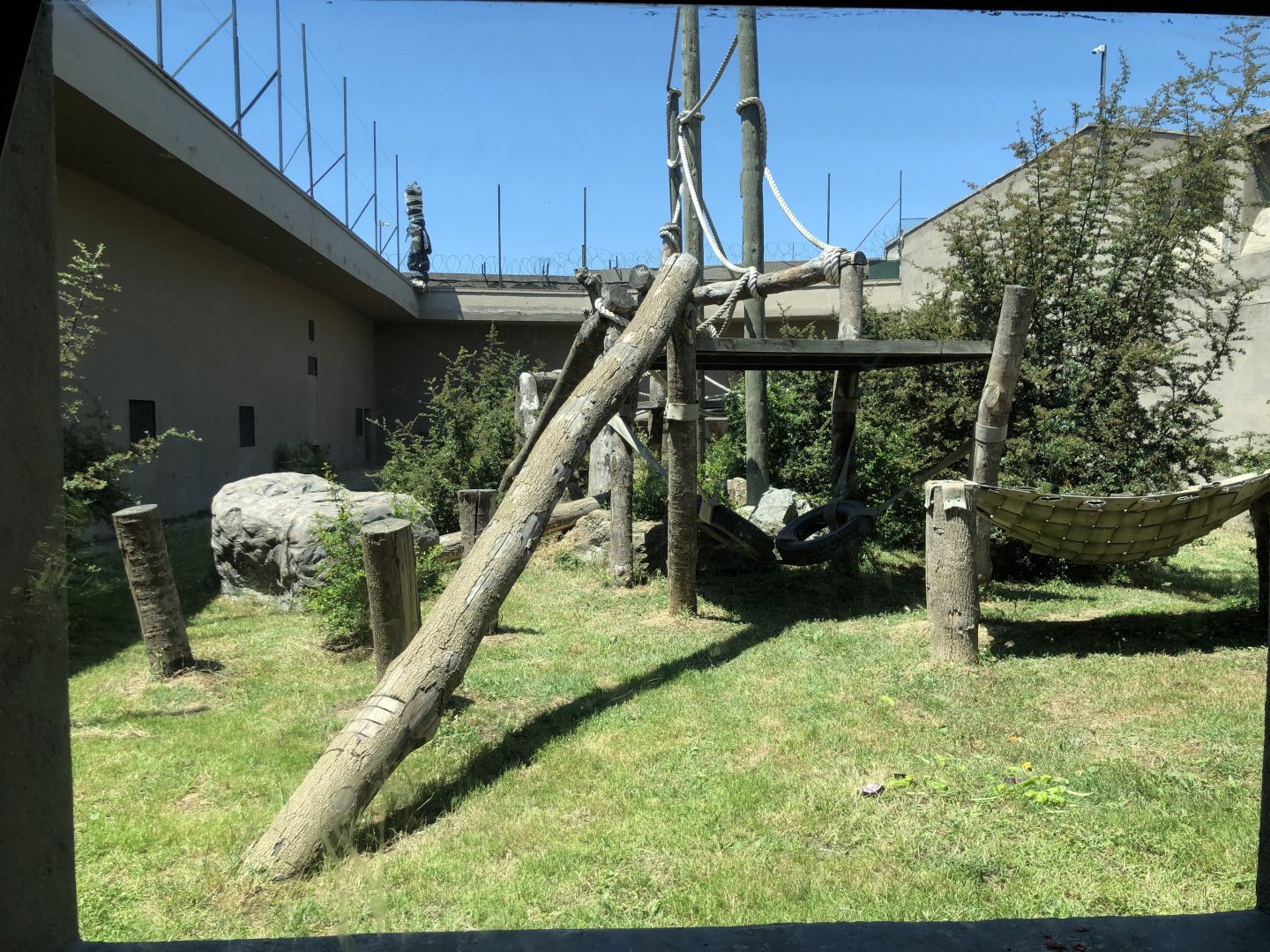 Chimpanzee outdoor exhibit